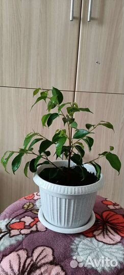 Фикус Бенджамина(березка)