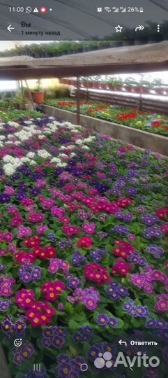 Цветы примула