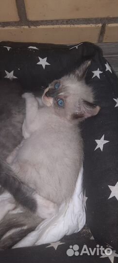 Котик в дар бесплатно