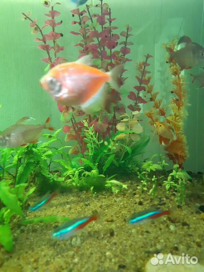 Аквариум,500литров