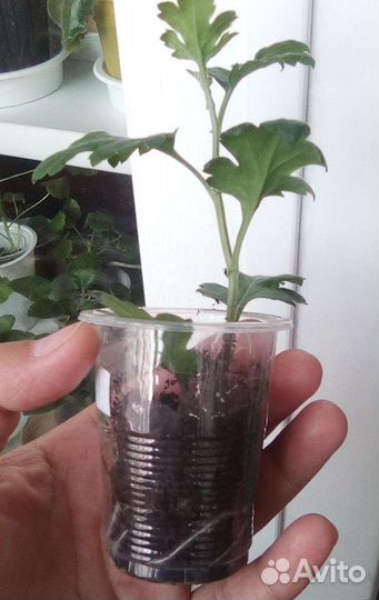 Хризантема белая