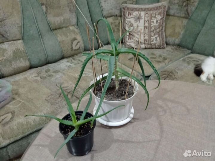 Алоэ лечебный, древовидный