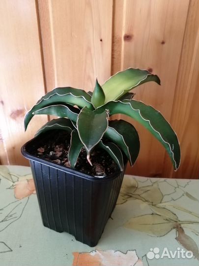 Сансевиерии сортовые