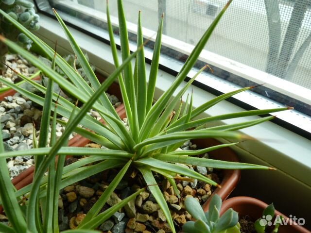 Сансевиерии и редкие домашние растения