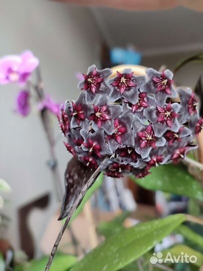 Хойя кримсон квин, Хойя пубикаликс