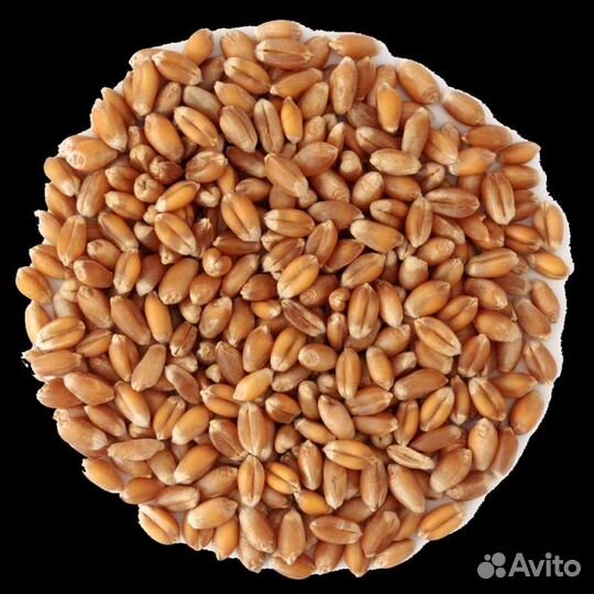 Зерно пшеница ячмень