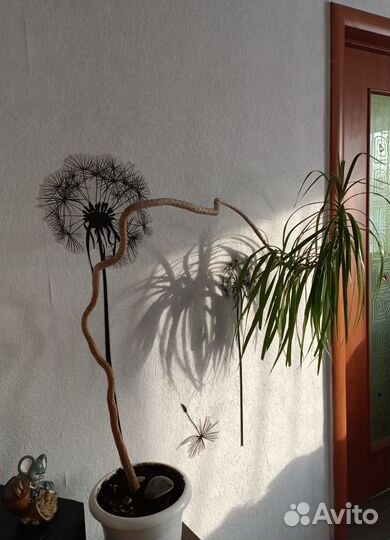 Драцена в горшке