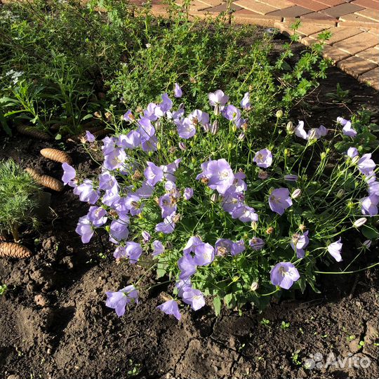 Многолетник - колокольчик карпатский