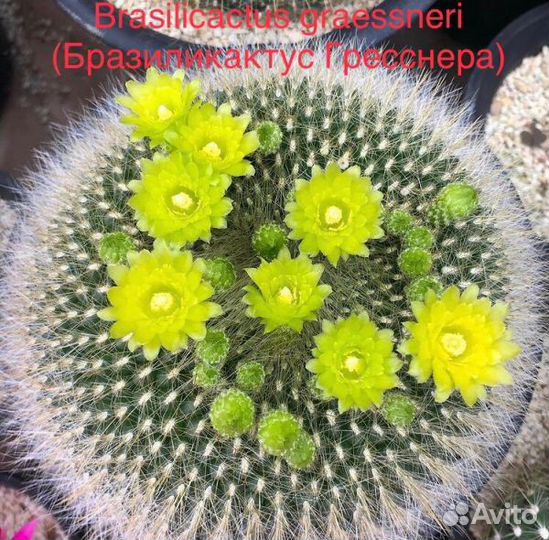 Кактусы семена