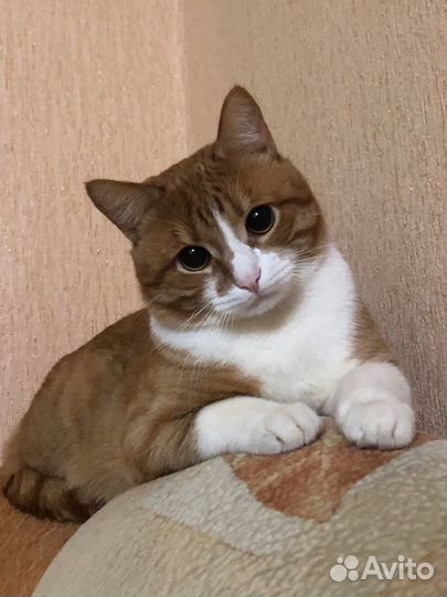 Вязка с котом