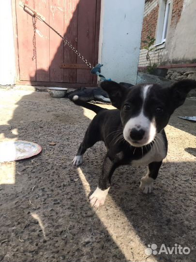 Мальчишку в добрые руки