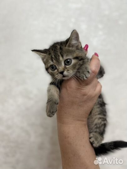 Котята британки