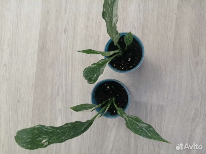 Спатифиллум домино