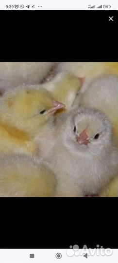 Цыплята, гусята, утята, бройлеры, индюшата