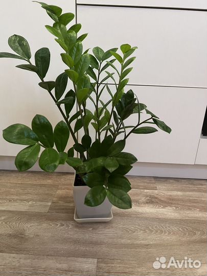 Цветы домашние в горшках