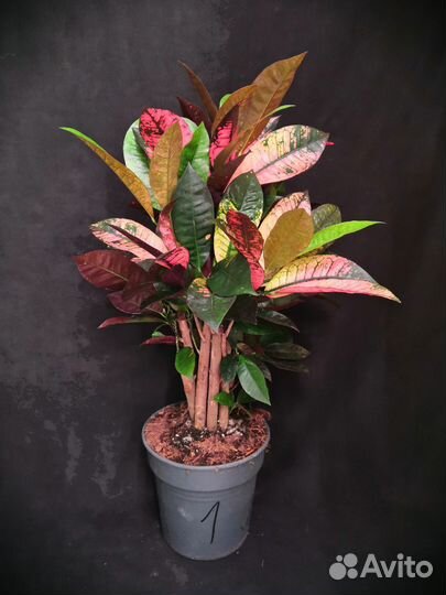 Кротон миссис айстон 19/60-68