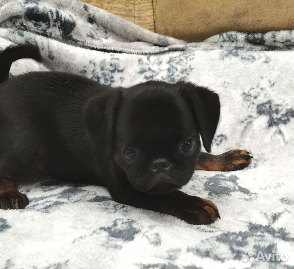 Малый брабансон