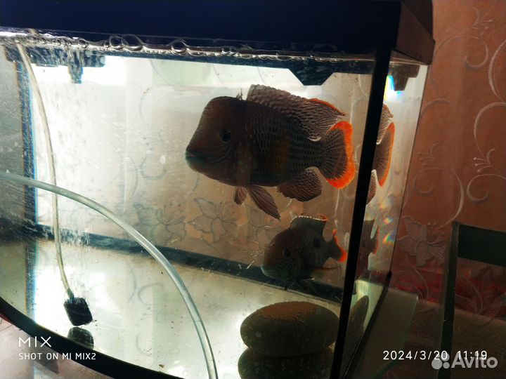 Акара бирюзовая