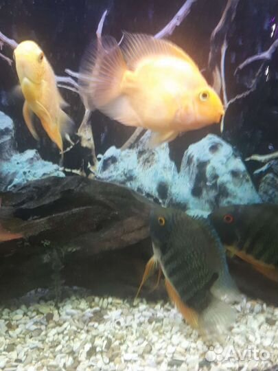 Рыба Северум и Попугай