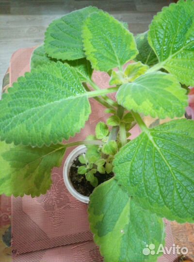 Продаются домашние цветы