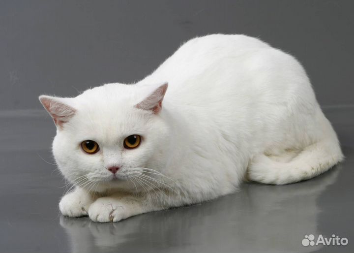 Британский белый кот
