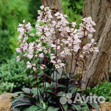 Многолетние растения