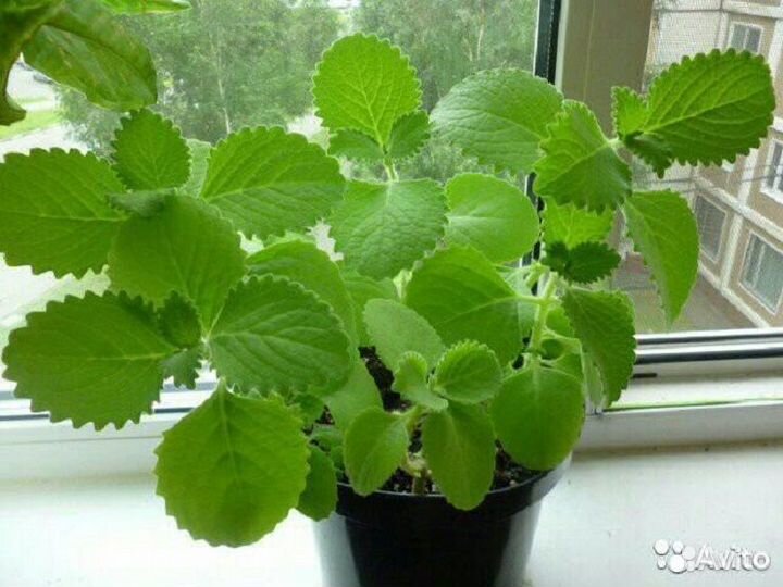 Лимонная мята