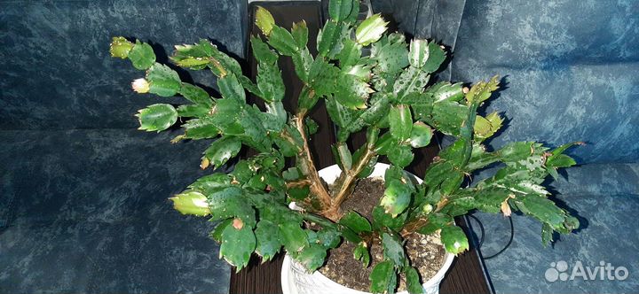 Декабрист шлюмбергера сортовые