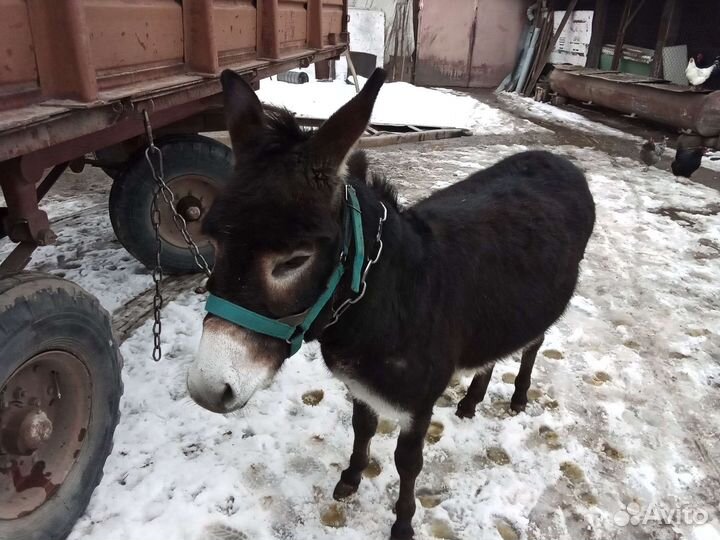 Домашний осел