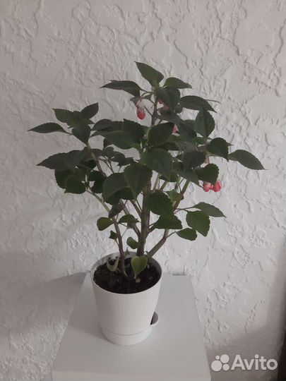 Комнатные цветы