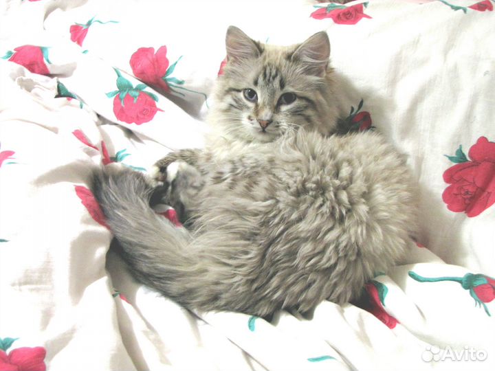 Кошечка Herz (Сердце)