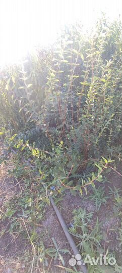 Продам саженцы в ассортименте