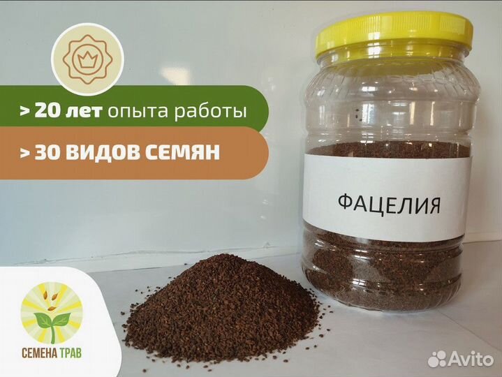 Семена фацелии