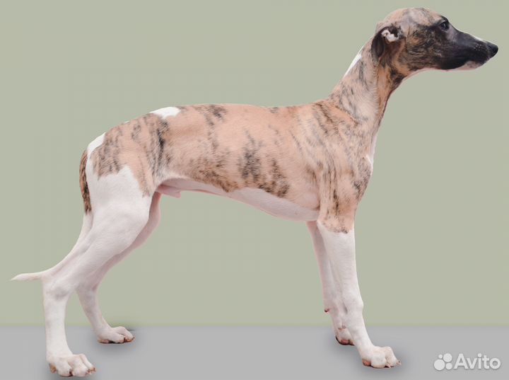 Щенки уиппета