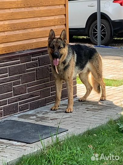 Немецкая овчарка вязка