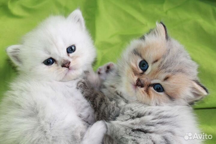 Шотландский котёнок