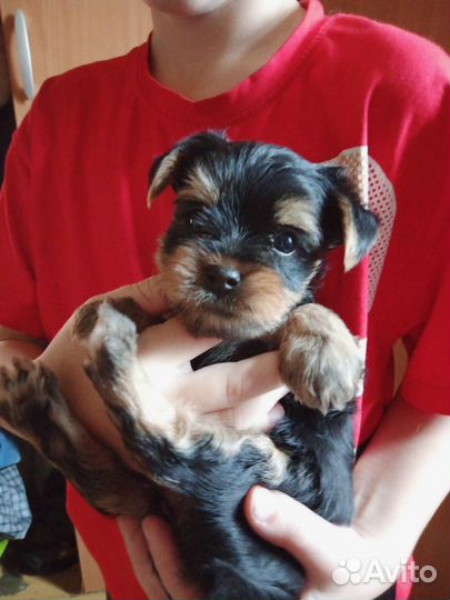 Йоркширский терьер