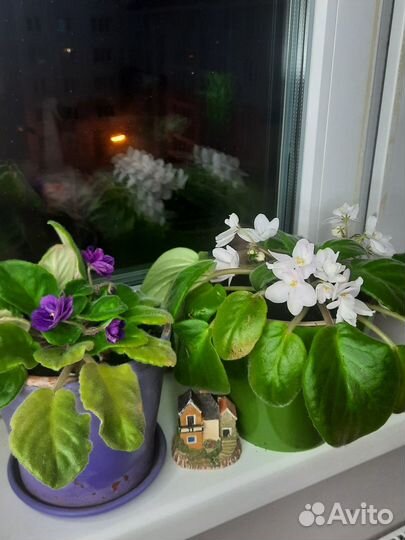 Комнатные цветы фиалки