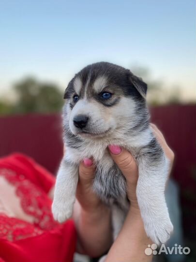 Щенок метис хаски бесплатно в дар