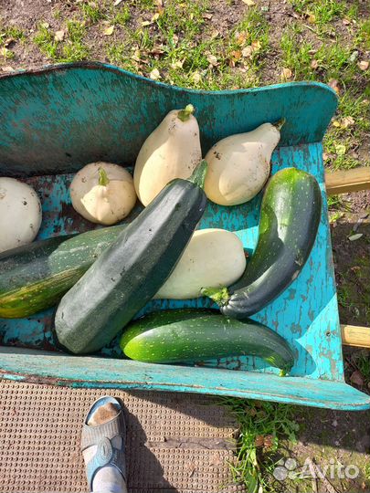 Кабачки крупные