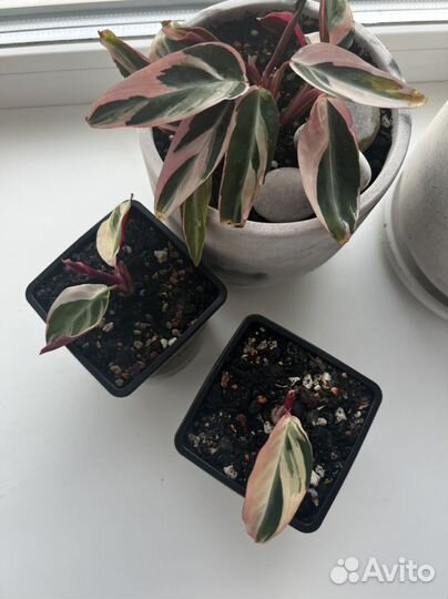 Строманта триколор