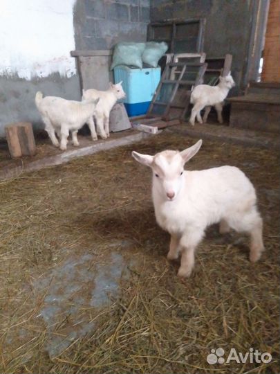Козлята