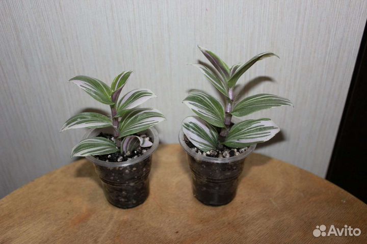 Комнатные растения