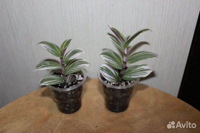 Комнатные растения