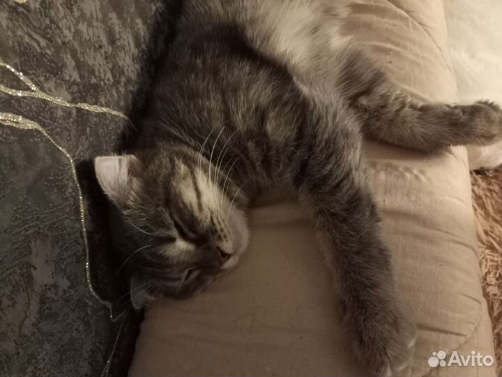 Кошка британка