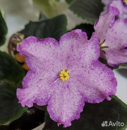 Сортовые фиалки