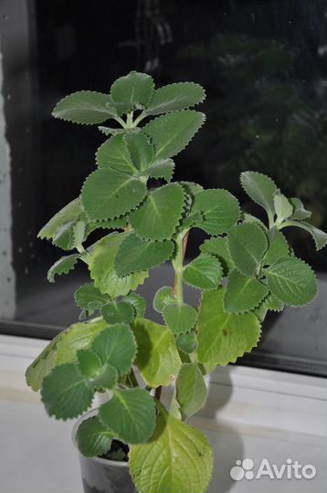 Комнатные растения