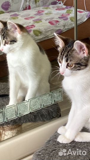 Милые котята