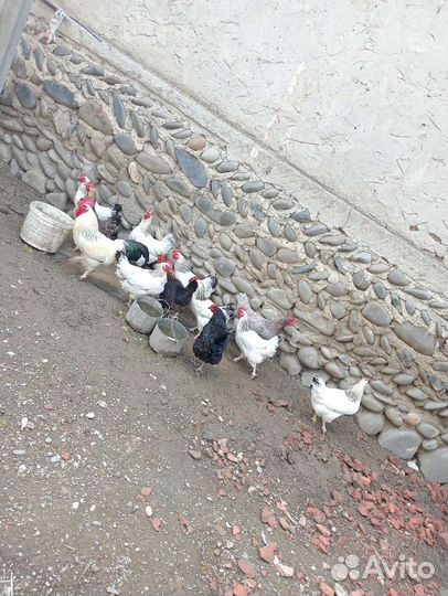 Куры серебрянки