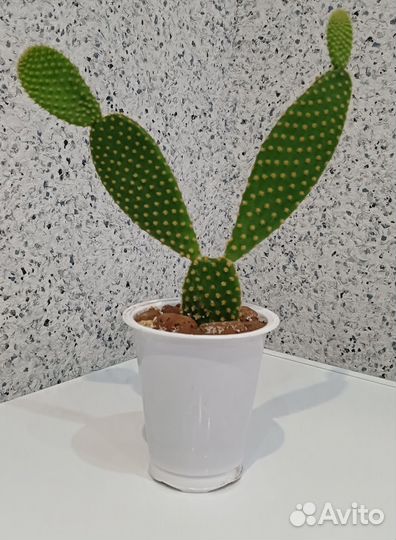 Кактусы и суккуленты